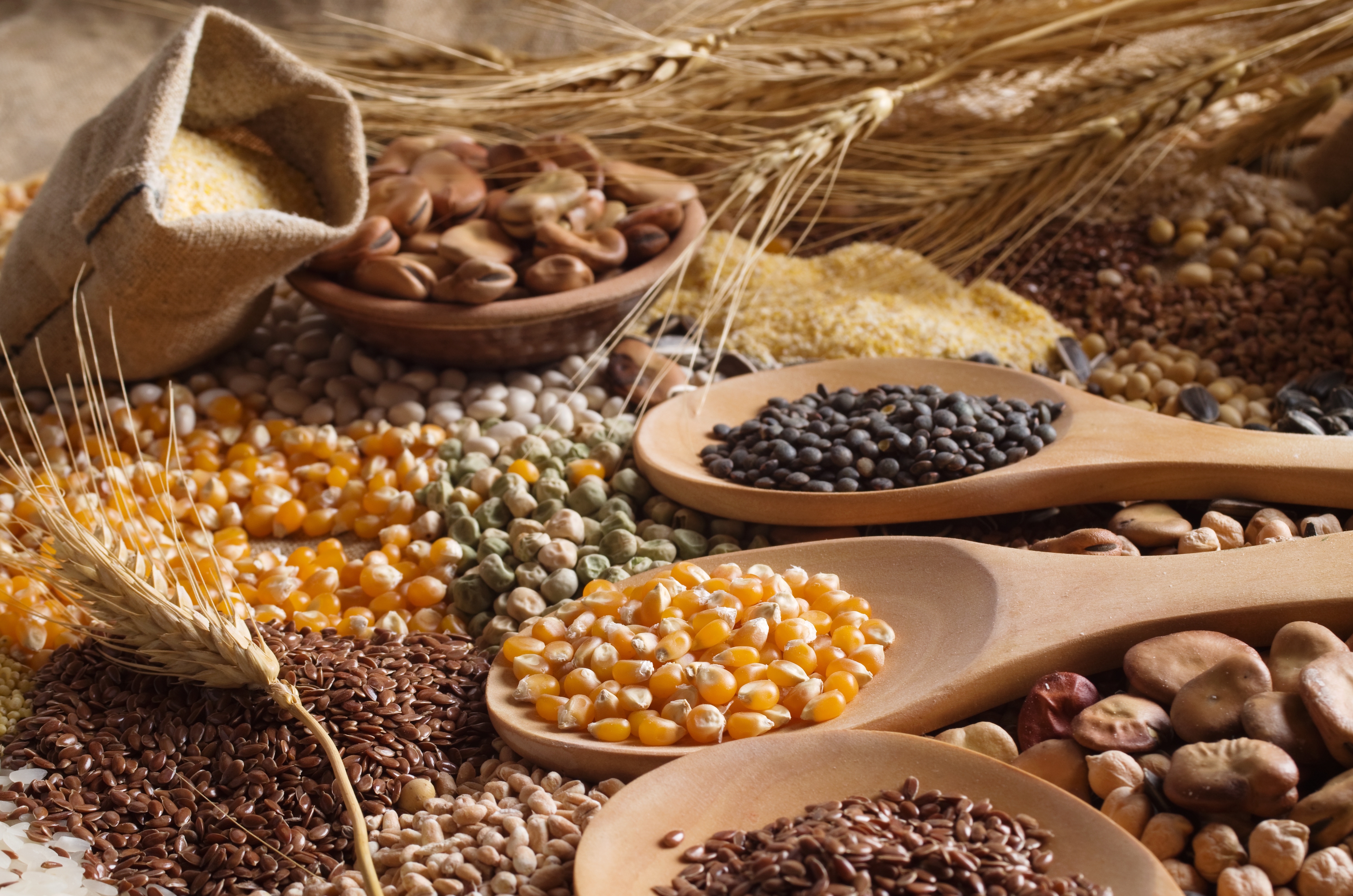 Grains, oilseeds, biofuels and plant proteins